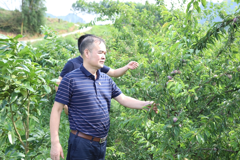 路建集团党委书记、董事长罗光同志实地调研豹山村产业扶贫情况_副本.jpg